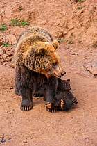 Eurasian brown bear (Ursus arctos arctos) mother with cub, Cabarceno Park, Cantabria, Spain, May. Captive, occurs in Northern Europe and Russia.