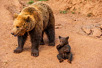 Eurasian brown bear (Ursus arctos arctos) mother with cub, Cabarceno Park, Cantabria, Spain, May. Captive, occurs in Northern Europe and Russia.