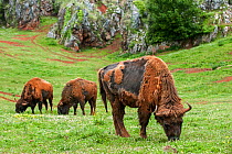Moulting European bison / wisent (Bison bonasus) grazing, Cabarceno Park, Cantabria, Spain, May. Captive, occurs in Poland, Lithuania, Belarus, Russia, Ukraine, and Slovakia.