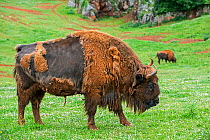 European bison / wisent (Bison bonasus) moulting, Cabarceno Park, Cantabria, Spain, May. Captive, occurs in Poland, Lithuania, Belarus, Russia, Ukraine, and Slovakia.
