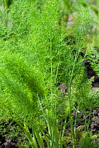 Fennel (Foeniculum vulgare), Belgium, April.