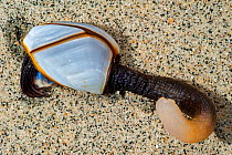 Goose barnacle (Lepas anatifera) washed onto beach, Aquitaine, France, May.