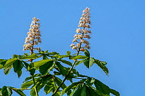 Horse-chestnut / conker tree (Aesculus hippocastanum) flowers and leaves in spring, UK, May.