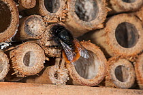 Mason bee / builder bee (Osmia cornuta) at man-made 'insect hotel' for solitary bees, sealing nest cavity with mud, Belgium, April.
