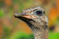 Common ostrich (Struthio camelus) close up of head, Cabarceno Park, Cantabria, Spain. Captive, occurs in Africa.