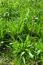 Ribwort plantain (Plantago lanceolata) in flower, Belgium, April.