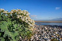 Sea kale (Crambe maritima) in flower on pebble beach, Bay of the Somme, Picardy, France.