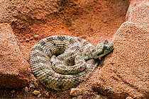 Sidewinder (Crotalus cerastes), venomous species, captive. Occurs in the desert regions of the southwestern United States and northwestern Mexico.