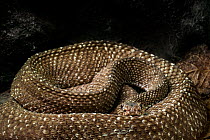 Uracoan rattlesnake (Crotalus durissus vegrandis) venomous species, captive. Occurs in Venezuela.
