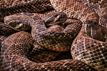 Three Western diamondback rattlesnakes (Crotalus atrox) coiled up, captive. Occurs in the United States and Mexico.