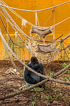 Western lowland gorilla (Gorilla gorilla gorilla) silverback male in indoor enclosure, Cabarceno Park, Cantabria, Spain. Captive, occurs in Cameroon, the Central African Republic, Congo, Gabon, Equato...