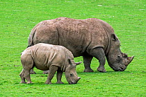 White rhinoceros (Ceratotherium simum) female and calf grazing, Cabarceno Park, Cantabria, Spain. Captive, occurs in southern Africa.
