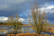 Willow trees (Salix sp) in flooded meadow in Bourgoyen Ossemeersen, a Belgian nature reserve and an internationally important wetland for wintering waterfowl. Near Ghent, Belgium, February 2014.