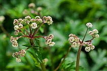 Wood sanicle (Sanicula europaea) in flower, Belgium, April.