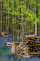 Woodpiles amongst flowering Bluebells (Hyacinthoides non-scripta) in beech woodland, Hallerbos / Halle forest, Belgium, April.