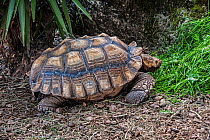 African spurred tortoise (Geochelone sulcata) Cabarceno Park, Cantabria, Spain. Captive, occurs in the Sahara desert, northern Africa.
