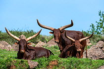 Ankole-Watusi / Ankole longhorn cows, a breed of Sanga cattle. Cabarceno Park, Cantabria, Spain.