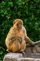 Barbary macaque (Macaca sylvanus) Cabarceno Park, Cantabria, Spain. Captive, occurs in Northern Africa and Gibraltar.