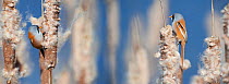 Bearded reedling (Panurus biarmicus) males eating common bulrush / broadleaf cattail (Typha latifolia) seeds in reed bed, Belgium, March. Digital composite.