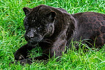 Black / melanistic jaguar (Panthera onca) with spots visible, lying in the grass, Cabarceno Park, Cantabria, Spain. Captive, occurs in Central and South America.