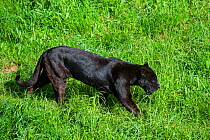 Black / melanistic jaguar (Panthera onca) with spots still visible, Cabarceno Park, Cantabria, Spain. Captive, occurs in Central and South America.
