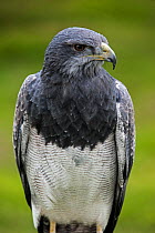 Black-chested buzzard-eagle (Geranoaetus melanoleucus) portrait, captive. Occurs in South America.