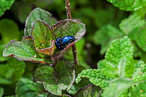 Blue mint beetle / blue leaf beetle (Chrysolina coerulans) pair mating, Belgium, April.