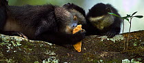 Stulmann's blue monkey (Cercopithecus mitis stuhlmanni) female 'Kipper' holding a piece of concrete (licked for its salts and minerals) watched by her baby aged 9-12 months 'Krill'. Kakamega Forest So...