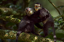 Stulmann's blue monkey (Cercopithecus mitis stuhlmanni) juvenile aged 18-24 months play fighting with a baby aged 9-12 months. Kakamega Forest South, Western Province, Kenya.
