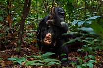 Eastern chimpanzee (Pan troglodytes schweinfurtheii) female 'Fanni' aged 30 years sitting with her playful baby son 'Fifty' aged 9 months. Gombe National Park, Tanzania.