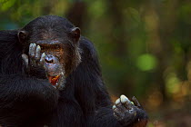Eastern chimpanzee (Pan troglodytes schweinfurtheii) alpha male 'Ferdinand' aged 19 years licking an injury on his foot. Gombe National Park, Tanzania.