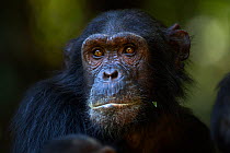 Eastern chimpanzee (Pan troglodytes schweinfurtheii) female 'Eliza' aged 20 years portrait. Gombe National Park, Tanzania.