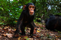 Eastern chimpanzee (Pan troglodytes schweinfurtheii) male infant 'Google' aged 2 years approaching with curiosity - wide angle perspective. Gombe National Park, Tanzania.