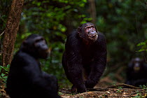 Eastern chimpanzee (Pan troglodytes schweinfurtheii) male 'Titan' aged 17 years walking aggressively along a trail looking at others in a tree while adolescent male 'Fudge' aged 14 years sits in the f...