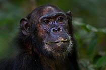 Eastern chimpanzee (Pan troglodytes schweinfurtheii) female 'Gaia' aged 18 years portrait. Gombe National Park, Tanzania.