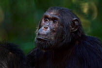 Eastern chimpanzee (Pan troglodytes schweinfurtheii) alpha male 'Ferdinand' aged 19 years portrait. Gombe National Park, Tanzania.