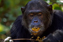 Eastern chimpanzee (Pan troglodytes schweinfurtheii) alpha male 'Ferdinand' aged 19 years feeding on berries. Gombe National Park, Tanzania.