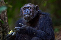 Eastern chimpanzee (Pan troglodytes schweinfurtheii) female 'Gremlin' aged 40 years feeding on Mbula fruit. Gombe National Park, Tanzania.