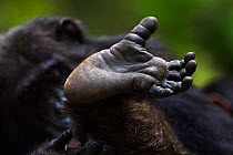 Eastern chimpanzee (Pan troglodytes schweinfurtheii) male 'Frodo' aged 35 years close-up of foot. Gombe National Park, Tanzania.