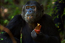 Eastern chimpanzee (Pan troglodytes schweinfurtheii) alpha male 'Ferdinand' aged 19 years feeding on seed pods - head and shoulders portrait. Gombe National Park, Tanzania.