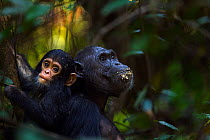 Eastern chimpanzee (Pan troglodytes schweinfurtheii) female 'Fanni' aged 30 years feeding fruit with her baby son 'Fifty' aged 9 months. Gombe National Park, Tanzania.
