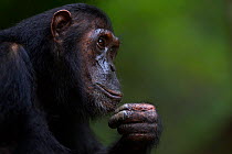Eastern chimpanzee (Pan troglodytes schweinfurtheii) adolescent female 'Glitter' aged 13 years head and shoulders portrait. Gombe National Park, Tanzania.