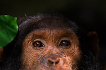 Eastern chimpanzee (Pan troglodytes schweinfurtheii) adolesscent male 'Tarzan' aged 11 years close-up of eyes. Gombe National Park, Tanzania.