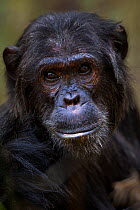 Eastern chimpanzee (Pan troglodytes schweinfurtheii) alpha male 'Ferdinand' aged 19 years head and shoulders portrait. Gombe National Park, Tanzania.