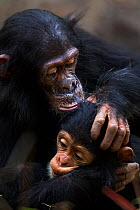 Eastern chimpanzee (Pan troglodytes schweinfurtheii) juvenile female 'Mambo' aged 7 years grooming infant male 'Nyota' aged less than 1 year. Gombe National Park, Tanzania.