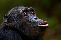 Eastern chimpanzee (Pan troglodytes schweinfurtheii) male 'Pax' aged 33 years calling - head portrait. Gombe National Park, Tanzania.