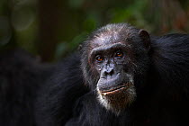 Eastern chimpanzee (Pan troglodytes schweinfurtheii) male 'Apollo' aged 32 years head portrait. Gombe National Park, Tanzania.