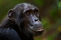 Eastern chimpanzee (Pan troglodytes schweinfurtheii) male 'Pax' aged 33 years head portrait. Gombe National Park, Tanzania.