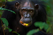 Eastern chimpanzee (Pan troglodytes schweinfurtheii) female 'Sandi' aged 37 years feeding on Mbula fruit. Gombe National Park, Tanzania.