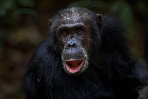 Eastern chimpanzee (Pan troglodytes schweinfurtheii) male 'Apollo' aged 32 years head and shoulders portrait. Gombe National Park, Tanzania.